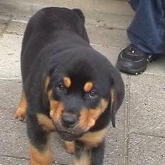 Rottweiler Rambo - død 22.12.08