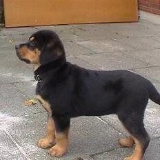 Rottweiler Rambo - død 22.12.08