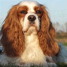 Cavalier king charles spaniel Enzo-Cucciolo Lemon Grass