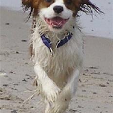 Cavalier king charles spaniel Enzo-Cucciolo Lemon Grass