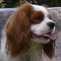 Cavalier king charles spaniel Enzo-Cucciolo Lemon Grass