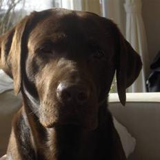 Labrador retriever Coco