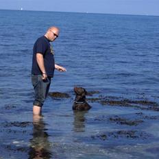 Labrador retriever Coco