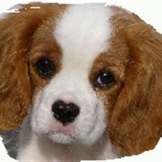 Cavalier king charles spaniel Lady -Your Loving Lady of