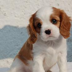 Cavalier king charles spaniel Lady -Your Loving Lady of