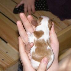 Cavalier king charles spaniel Lady -Your Loving Lady of