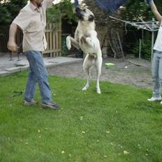 Kangal Bodyguard