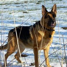 Schæferhund King *Kommisæren*