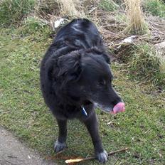 Border collie Turbo