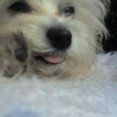 Malteser Coco