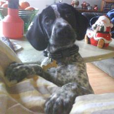 Blanding af racer Oskar