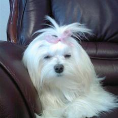 Malteser Coco