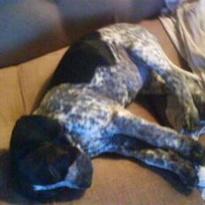 Blanding af racer Oskar