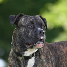 Blanding af racer CHARLIE