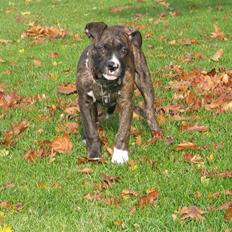 Blanding af racer CHARLIE