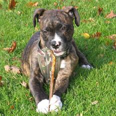 Blanding af racer CHARLIE