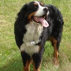 Berner sennenhund Nemo