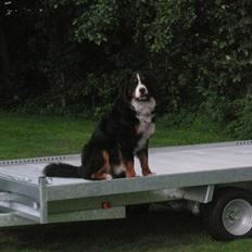 Berner sennenhund Nemo