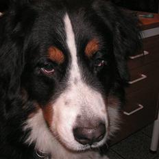 Berner sennenhund Nemo