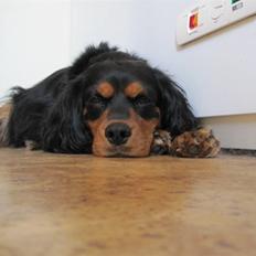 Cavalier king charles spaniel Smilla