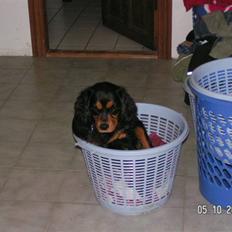 Cavalier king charles spaniel Smilla