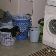 Cavalier king charles spaniel Smilla