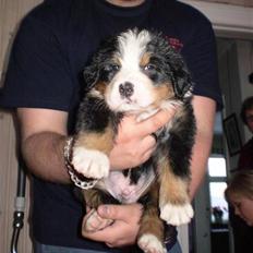 Berner sennenhund Morgan