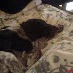 Blanding af racer Molli (R.I.P)