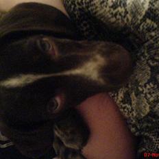 Blanding af racer Molli (R.I.P)