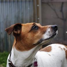 Dansk svensk gaardhund Line