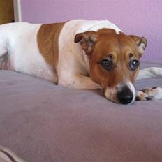 Dansk svensk gaardhund Line