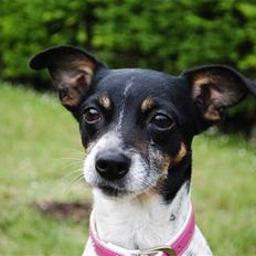 Dansk svensk gaardhund Thilde