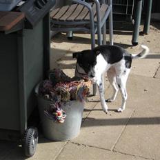 Dansk svensk gaardhund Thilde