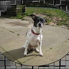 Dansk svensk gaardhund Thilde