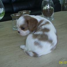 Cavalier king charles spaniel Freja