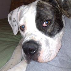 Amerikansk bulldog Shila