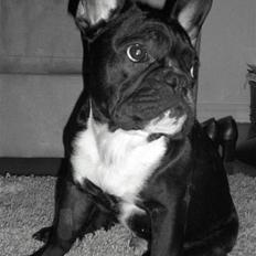 Fransk bulldog  Alle 5. W+W+L+L+T  :-) 