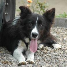 Border collie Bobby (Buffas)