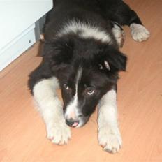 Border collie Bobby (Buffas)