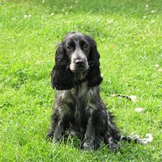 Cocker spaniel Chianti (Fisen) R.I.P