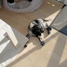 Cocker spaniel Chianti (Fisen) R.I.P