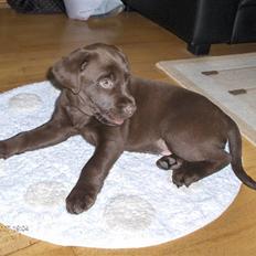 Labrador retriever Gordon