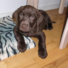 Labrador retriever Gordon