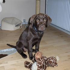 Labrador retriever Gordon