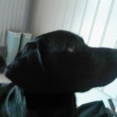 Labrador retriever (Formel 1) Zorro <3 (':
