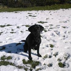 Labrador retriever (Formel 1) Zorro <3 (':