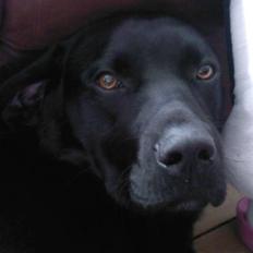 Labrador retriever (Formel 1) Zorro <3 (':