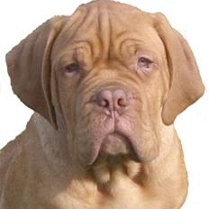 Dogue de bordeaux  Junker R.I.P.  22/12-09 