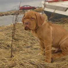 Dogue de bordeaux  Junker R.I.P.  22/12-09 