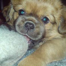 Tibetansk spaniel Cim-Cill Brassy Ludvig M.